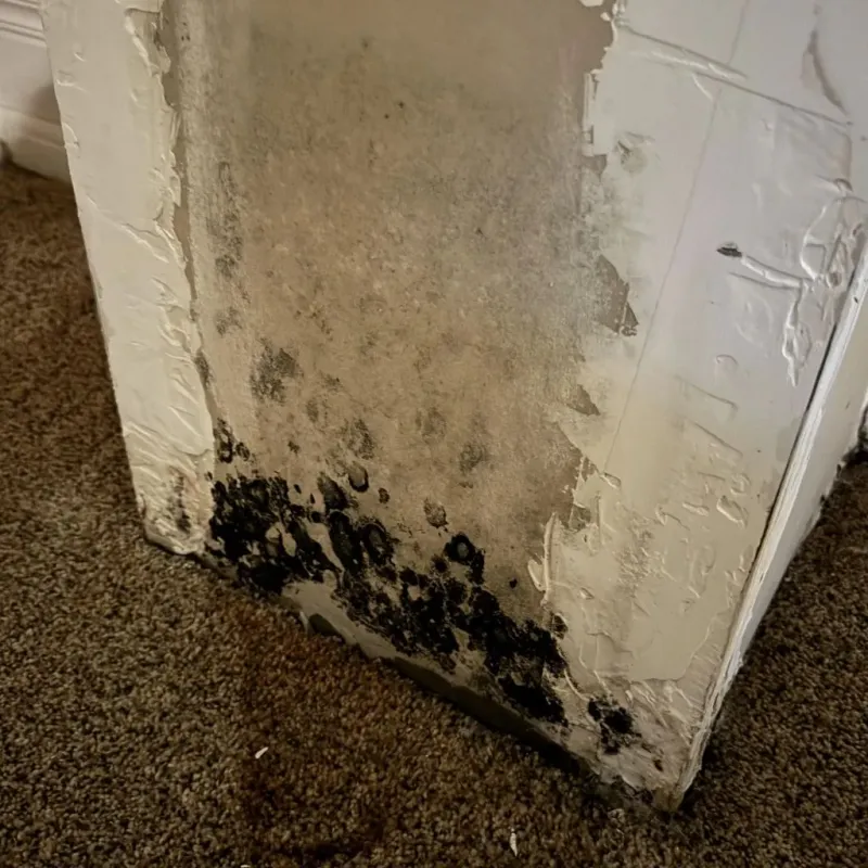 Professional Mold Removal in Grain Valley, MO